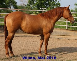 broodmare Hollywoods Top Chex (Quarter Horse, 2015, from Whizatchex)