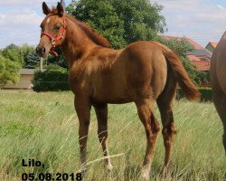 broodmare Jacs Smart Snapshot (Quarter Horse, 2018, from A Smart Snap)