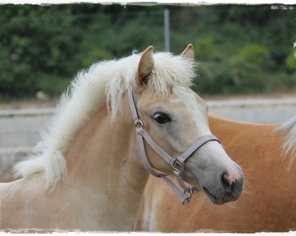 horse Hada (Haflinger, 2009, from Siebenschön)