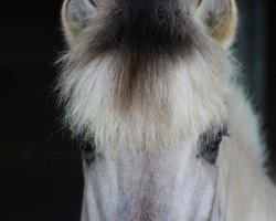 dressage horse Ian (Fjord Horse, 2004, from Igor)