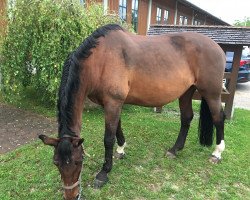 broodmare Alouette (Bavarian, 1995, from Lord Incipit)