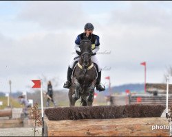 broodmare Niagara (German Sport Horse, 2006, from Ituango xx)