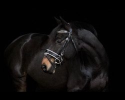 jumper Chocolate 90 (Hanoverian, 2009, from Helenenhof's Carabas)