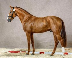 dressage horse Dumbledore (Oldenburger, 2013, from Glock's Dream Boy)