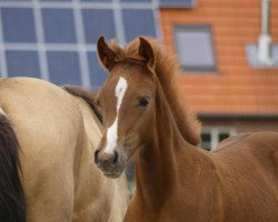 dressage horse Nice to meet you B (German Riding Pony, 2018, from Numerus Clausus)