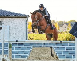 Springpferd Lucie Jordan (Luxemburgisches Reitpferd, 2010, von Lancer II)