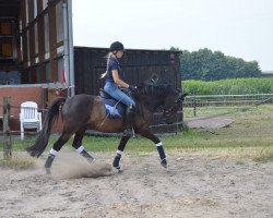 Springpferd Volturo (Westfale, 2014, von Vincent)