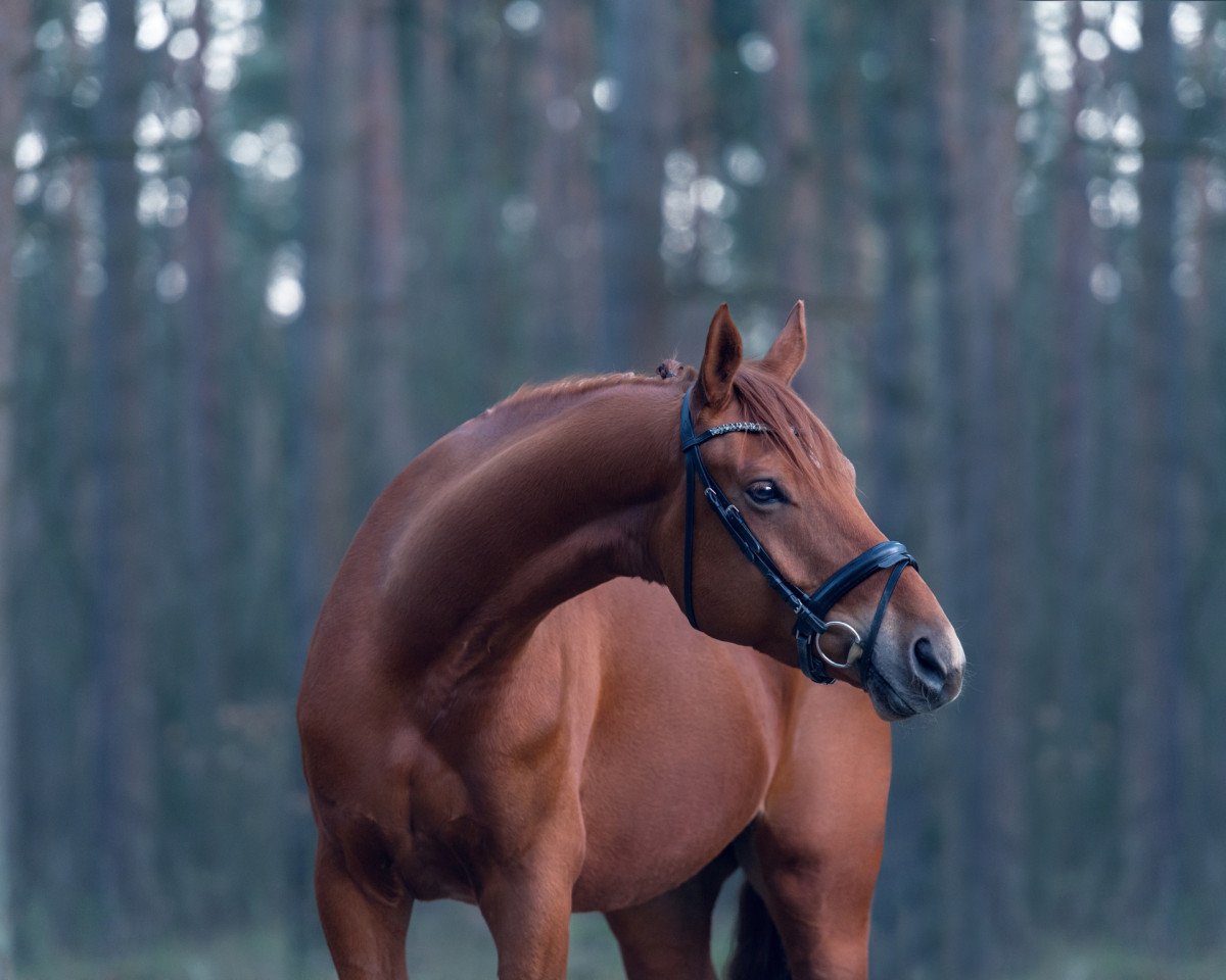 dressage horse Feuermond 3 (Hanoverian, 2011, from Feuerspiel)