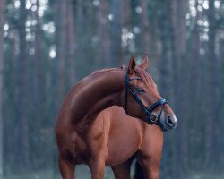 dressage horse Feuermond 3 (Hanoverian, 2011, from Feuerspiel)