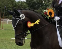 dressage horse Goodnight's Gandalf (Trakehner, 2007, from Kaiserdom)