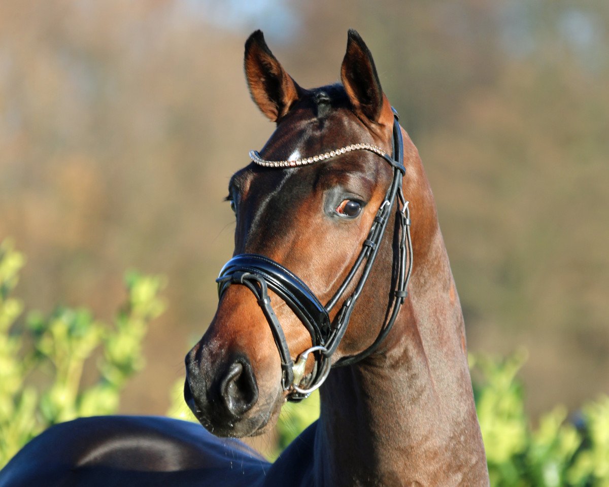 stallion Fandorin (Oldenburg, 2016, from For Romance I)