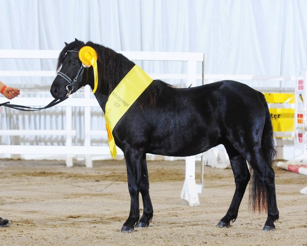 stallion Jupiter von Clus (German Classic Pony, 2019, from East-Dikes Joker)