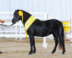 Deckhengst Jupiter von Clus (Deutsches Classic Pony, 2019, von East-Dikes Joker)