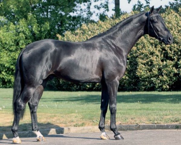 stallion Glock's Dream Boy (KWPN (Royal Dutch Sporthorse), 2008, from Vivaldi)