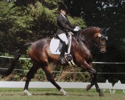 dressage horse Ferox 15 (Hanoverian, 2009, from Florencio I)