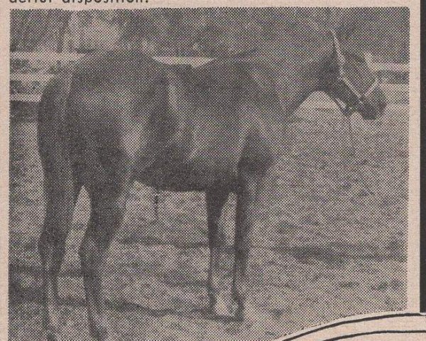 stallion Washita Major (Quarter Horse, 1955, from Major King)