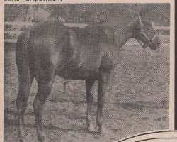 Deckhengst Washita Major (Quarter Horse, 1955, von Major King)