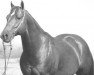Deckhengst Okie Leo (Quarter Horse, 1956, von Leo)