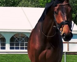 dressage horse Alegro (Westphalian, 2014, from Antango du Feuillard)