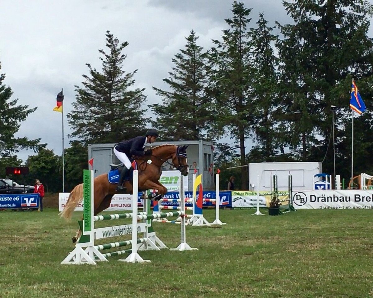 Springpferd La Roche S (Westfale, 2014, von Lacordos)