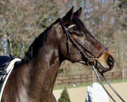 jumper Valerio 15 (Hanoverian, 2008, from Valentino)