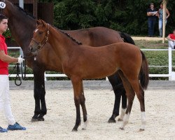 broodmare Rose d'Armigerent (Austrian Warmblood, 2018, from Armigerent xx)