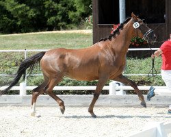 Zuchtstute Queen (Deutsches Reitpferd, 2012, von Quaterback's Junior)