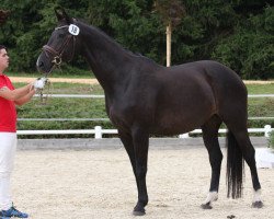 Zuchtstute Florentina F (Österreichisches Warmblut, 2004, von Depardieu 11)