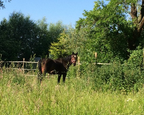 Pferd Ohaya van de Bieshut (Belgisches Warmblut, 1991, von Fantastique)