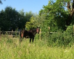 horse Ohaya van de Bieshut (Belgian Warmblood, 1991, from Fantastique)