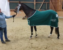 dressage horse Rabauke (Rhinelander, 2015, from Rocky Lee)