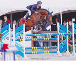 stallion Bernini (Zangersheide riding horse, 2006, from Vigo d'Arsouilles)