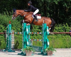 jumper RMF Hortensia (Swedish Warmblood, 2009, from Heartbeat)