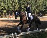 dressage horse Peppino (Westphalian, 2004, from Finley M)