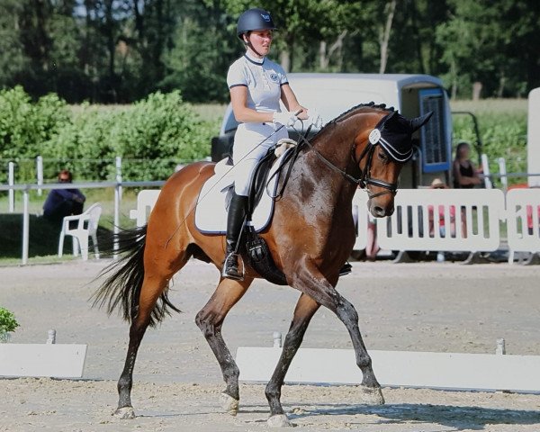 broodmare Belle Amie 66 (Hanoverian, 2013, from Belissimo NRW)