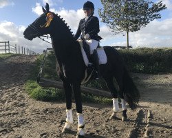 dressage horse Framond (Hanoverian, 2013, from Franziskus FRH)