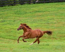 stallion Animal Kingdom xx (Thoroughbred, 2008, from Leroidesanimaux xx)