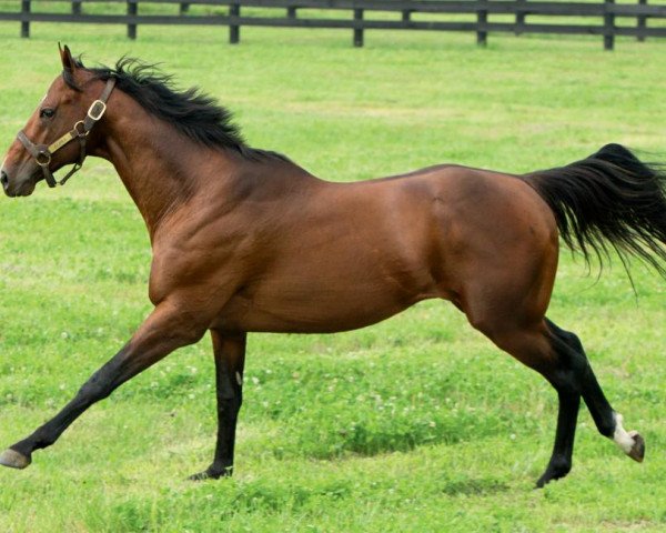 stallion Alpha xx (Thoroughbred, 2009, from Bernardini xx)