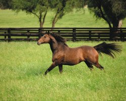 stallion Hard Spun xx (Thoroughbred, 2004, from Danzig xx)