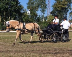 horse Caio 3 (Fjord Horse, 2012, from Catago)