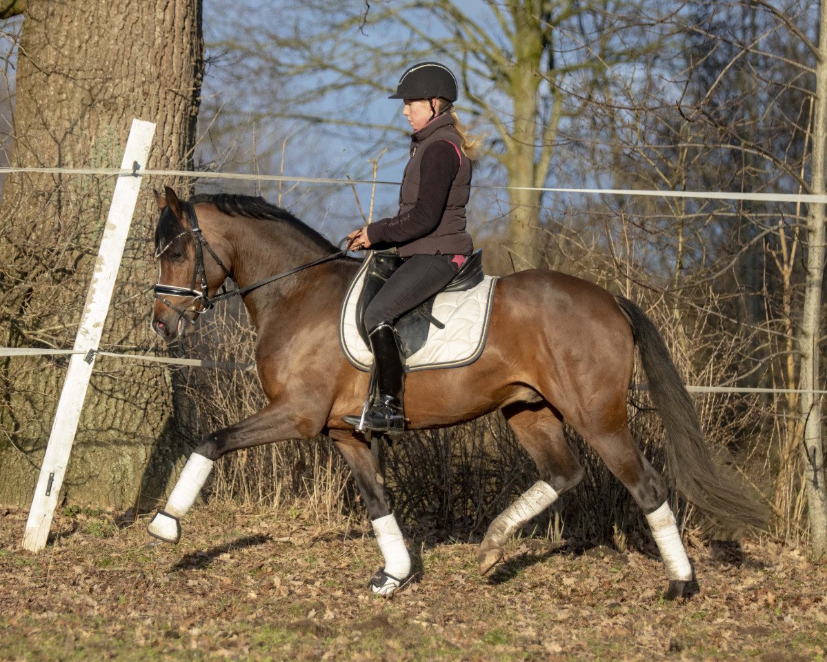 Deckhengst Petit Rock the Moment (Deutsches Reitpony, 2015, von Proud Rocketti)