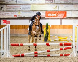 dressage horse Ernie 68 (Haflinger, 1988)