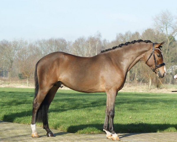 stallion Sulaatik's Le Grand (New Forest Pony, 2014, from Little Boy du Vent)