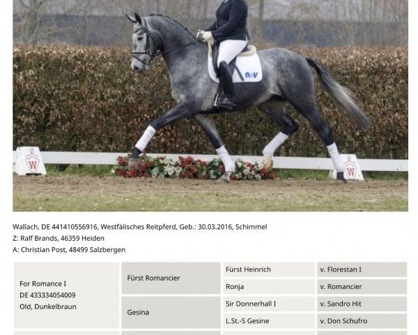 dressage horse First Class (Westphalian, 2016, from For Romance I)