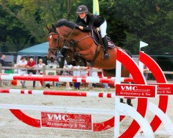 broodmare Mylady van het Meulenhof (Belgian Warmblood, 2012, from Marius Claudius)