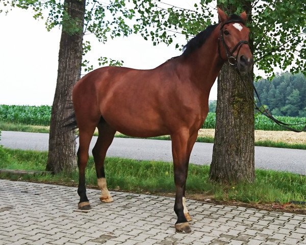 Pferd Amo 7 (Westfale, 2004, von Argentinus)
