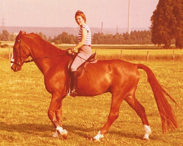 Pferd Rhythmus 4 (Westfale, 1969, von Radetzky)