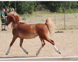 horse Bibi vom Frankenberg (Welsh mountain pony (SEK.A), 2017, from Leemkuil's Ikor)