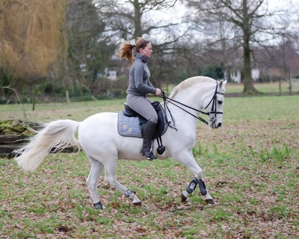 horse Kalif (German Riding Pony, 1988)