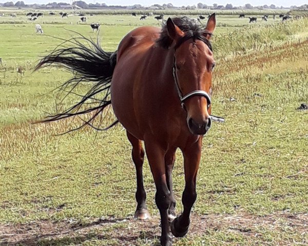 broodmare Pamina (German Riding Pony, 2002, from Charming Boy 18)